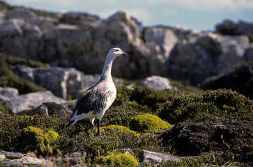 Ouette de Magellan, oie de Magellan, .Chloephaga picta, Upland Goose, Iles Falkland, Malouines