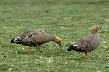 Ouette de Magellan, oie de Magellan, Bernache de Magellan, femelle ,.Chloephaga picta, Upland Goose, Iles Falkland, Malouines