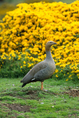 Ouette de Magellan, oie de Magellan, Bernache de Magellan, femelle ,.Chloephaga picta, Upland Goose, Iles Falkland, Malouines