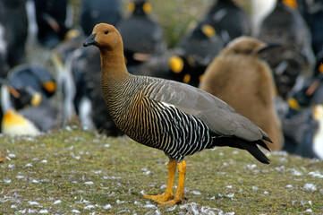 Ouette de Magellan, oie de Magellan, Bernache de Magellan, femelle ,.Chloephaga picta, Upland Goose, Iles Falkland, Malouines