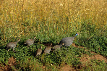 Pintade de Numidie,.Numida meleagris, Helmeted Guineafow, Parc national de Samburu, Kenya
