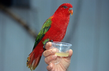 Perruche royale,.Alisterus scapularis, Australian King Parrot