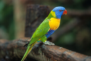 Loriquet à tête bleue,.Trichoglossus haematodus, Coconut Lorikeet