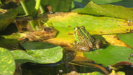 frog in the pond