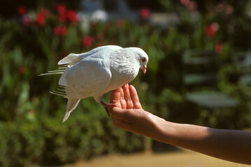 Colombe blanche, Steptopelia domesticus