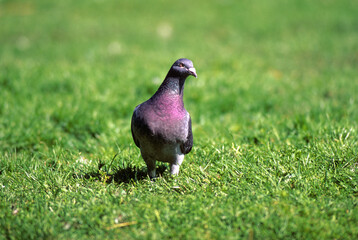 Pigeon colombin,.Columba oenas, Stock Dove