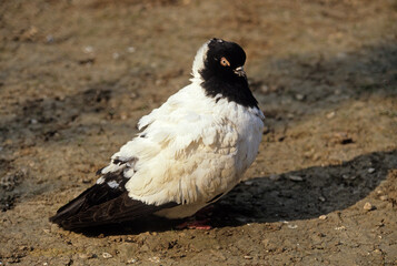 Pigeon de vol, race nonne Allemande