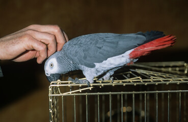 Perroquet jaco, Perroquet gris du Gabon, .Psittacus erithacus, Grey Parrot © JAG IMAGES