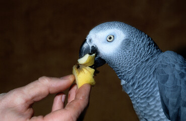 Perroquet jaco, Perroquet gris du Gabon, .Psittacus erithacus, Grey Parrot © JAG IMAGES