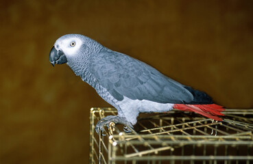 Perroquet jaco, Perroquet gris du Gabon, .Psittacus erithacus, Grey Parrot