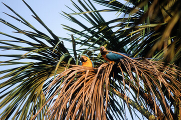 Ara bleu, nid,.Ara ararauna, Blue and yellow Macaw, Amazonie, Tambopata, Perou © JAG IMAGES