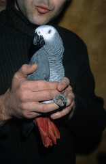 Perroquet jaco, Perroquet gris du Gabon, .Psittacus erithacus, Grey Parrot © JAG IMAGES