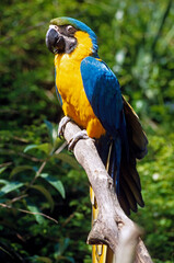 Ara bleu, Ara ararauna, Blue and yellow Macaw, Amazonie, Tambopata, Perou