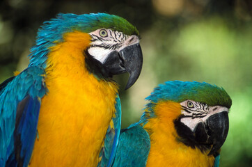 Ara bleu, Ara ararauna, Blue and yellow Macaw, Amazonie, Tambopata, Perou