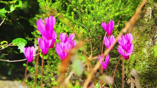 Spring cyclamen wild flower, pink purple wildflowers macro closeup blossoming in forest of Sardinian Gorropu canyon, Sardinia Italy ground level view