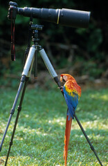 Ara rouge, Perroquet,.Ara macao, Scarlet Macaw, Amazonie, Tambopata, Perou © JAG IMAGES
