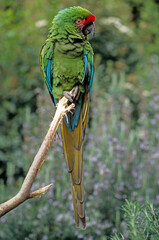 Ara de Buffon,.Ara ambiguus, Great Green Macaw, Perroquet,