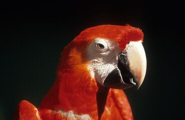 Ara rouge, Perroquet,.Ara macao, Scarlet Macaw, Amazonie, Tambopata, Perou © JAG IMAGES