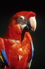 Ara rouge, Perroquet,.Ara macao, Scarlet Macaw, Amazonie, Tambopata, Perou © JAG IMAGES