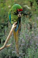 Ara de Buffon,.Ara ambiguus, Great Green Macaw, Perroquet, © JAG IMAGES