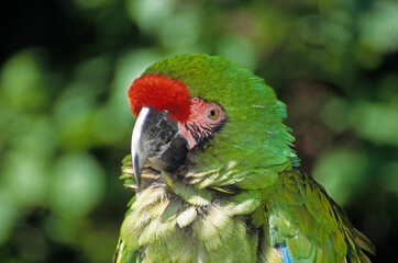 Ara de Buffon,.Ara ambiguus, Great Green Macaw, Perroquet,