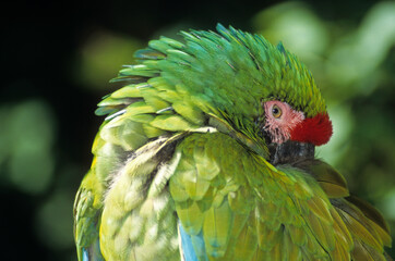 Ara de Buffon,.Ara ambiguus, Great Green Macaw, Perroquet, © JAG IMAGES