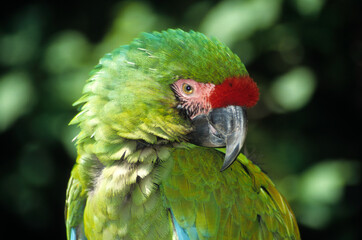 Ara de Buffon,.Ara ambiguus, Great Green Macaw, Perroquet,