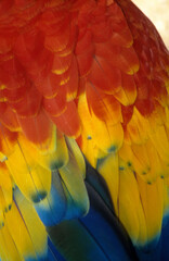 Ara rouge, Perroquet,.Ara macao, Scarlet Macaw, Amazonie, Tambopata, Perou © JAG IMAGES