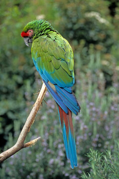 Ara de Buffon,.Ara ambiguus, Great Green Macaw, Perroquet,
