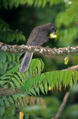 Pérroquet noir des Seychelles ,  Vasa des SeychellesSeychelles Black Parrot, Coracopsis nigra barklyi, Bilimbi, Averrhoa bilimbi, Ile Praslin, Seychelles © JAG IMAGES