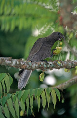 Pérroquet noir des Seychelles ,  Vasa des SeychellesSeychelles Black Parrot, Coracopsis nigra barklyi, Bilimbi, Averrhoa bilimbi, Ile Praslin, Seychelles © JAG IMAGES