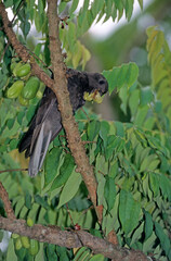 Pérroquet noir des Seychelles ,  Vasa des SeychellesSeychelles Black Parrot, Coracopsis nigra barklyi, Bilimbi, Averrhoa bilimbi, Ile Praslin, Seychelles © JAG IMAGES