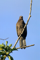 Pérroquet noir des Seychelles ,  Vasa des SeychellesSeychelles Black Parrot, © JAG IMAGES