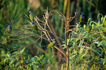 Pione à tête bleue,.Pionus menstruus, Blue headed Parrot, Conure de Weddell,.Aratinga weddellii, Dusky headed Parakeet, Tambopata, Pérou © JAG IMAGES