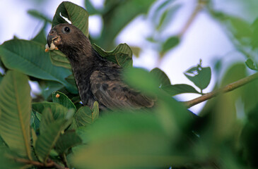 Pérroquet noir des Seychelles ,  Vasa des SeychellesSeychelles Black Parrot, Coracopsis nigra barklyi, Bilimbi, Averrhoa bilimbi, Ile Praslin, Seychelles © JAG IMAGES
