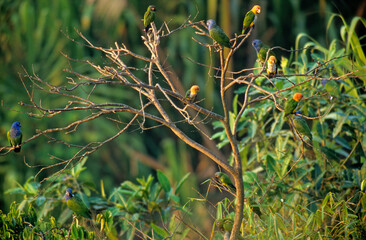 Caïque à ventre blanc, Maïpouri à ventre blanc, Pionites leucogaster, White bellied Parrot, Pione à tête bleue,  © JAG IMAGES