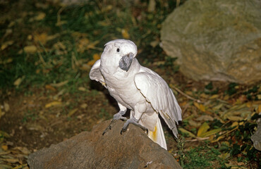 Cacatoès à huppe jaune,.Cacatua galerita, Sulphur crested Cockatoo © JAG IMAGES