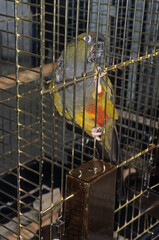 Calopsitte &eacute;l&eacute;gante, .Nymphicus hollandicus, Cockatiel, Perruche ondul&eacute;e