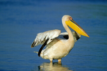 Pélican blanc,.Pelecanus onocrotalus, Great White Pelican, Parc national du lac Manyara, Tanzanie