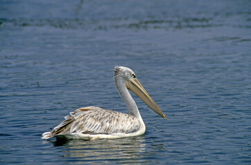 Pélican gris,.Pelecanus rufescens, Pink backed Pelican, Parc national de Nakuru, Kenya
