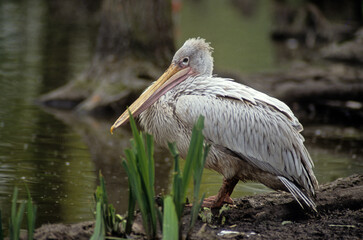 Pélican frisé,.Pelecanus crispus, Dalmatian Pelican