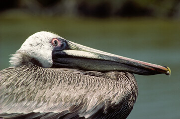 Pélican brun,.Pelecanus occidentalis, Brown Pelican, Réserve de Sanibel, Floride, USA