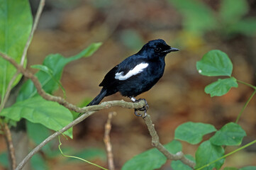 Pie des Seychelles, Shama des Seychelles, Copsychus sechellarum, Seychelles Magpie Robin , Réserve Ile Cousin,.Seychelles