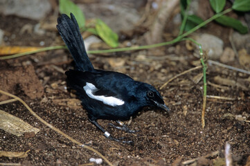 Pie des Seychelles, Shama des Seychelles, Copsychus sechellarum, Seychelles Magpie Robin , Réserve Ile Cousin,.Seychelles