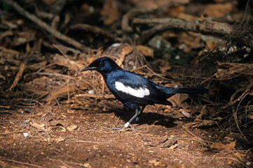 Pie des Seychelles, Shama des Seychelles, Copsychus sechellarum, Seychelles Magpie Robin , Réserve Ile Cousin,.Seychelles