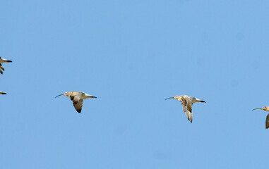 Courlis cendré,.Numenius arquata, Eurasian Curlew