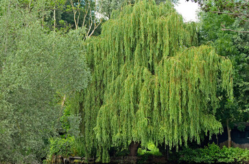 saule pleureur, salix babylonica, canaux, les hortillonnages, Amiens, Région Picardie, 80, Somme , France