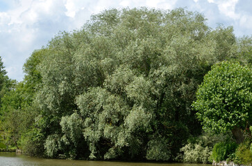 saule blanc, salix alba, canaux, les hortillonnages, Région Picardie, Somme, 80, Amiens, France