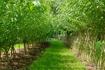 saule roux, salix atrocinerea, les hortillonnages, R&eacute;gion Picardie, Somme, 80, Amiens, France