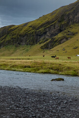 dziki krajobraz Islandii, konie pod górą  © Igorekfaworek13